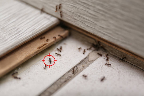 Best Wasp Removal Services  in Horse Pasture, VA